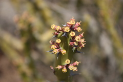 Euphorbia caducifolia